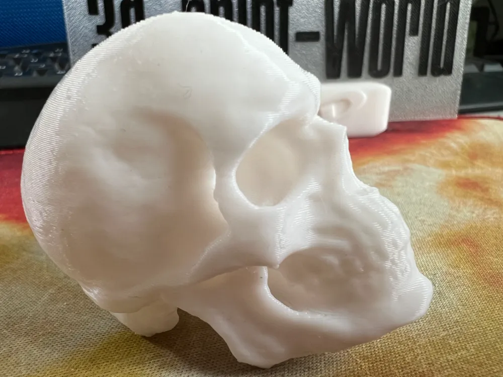 Detailed full-size printed anatomical skull